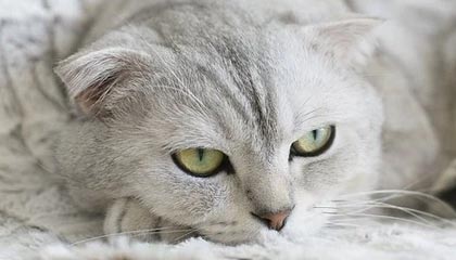 开云体育APP下载-法国羽毛球队爆冷击败韩国劲旅，安赛龙创造历史新纪录