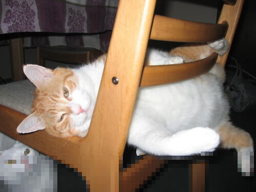 辽宁队终结灰熊7连胜神话，老将保罗替补登场定乾坤，年龄不过是数字